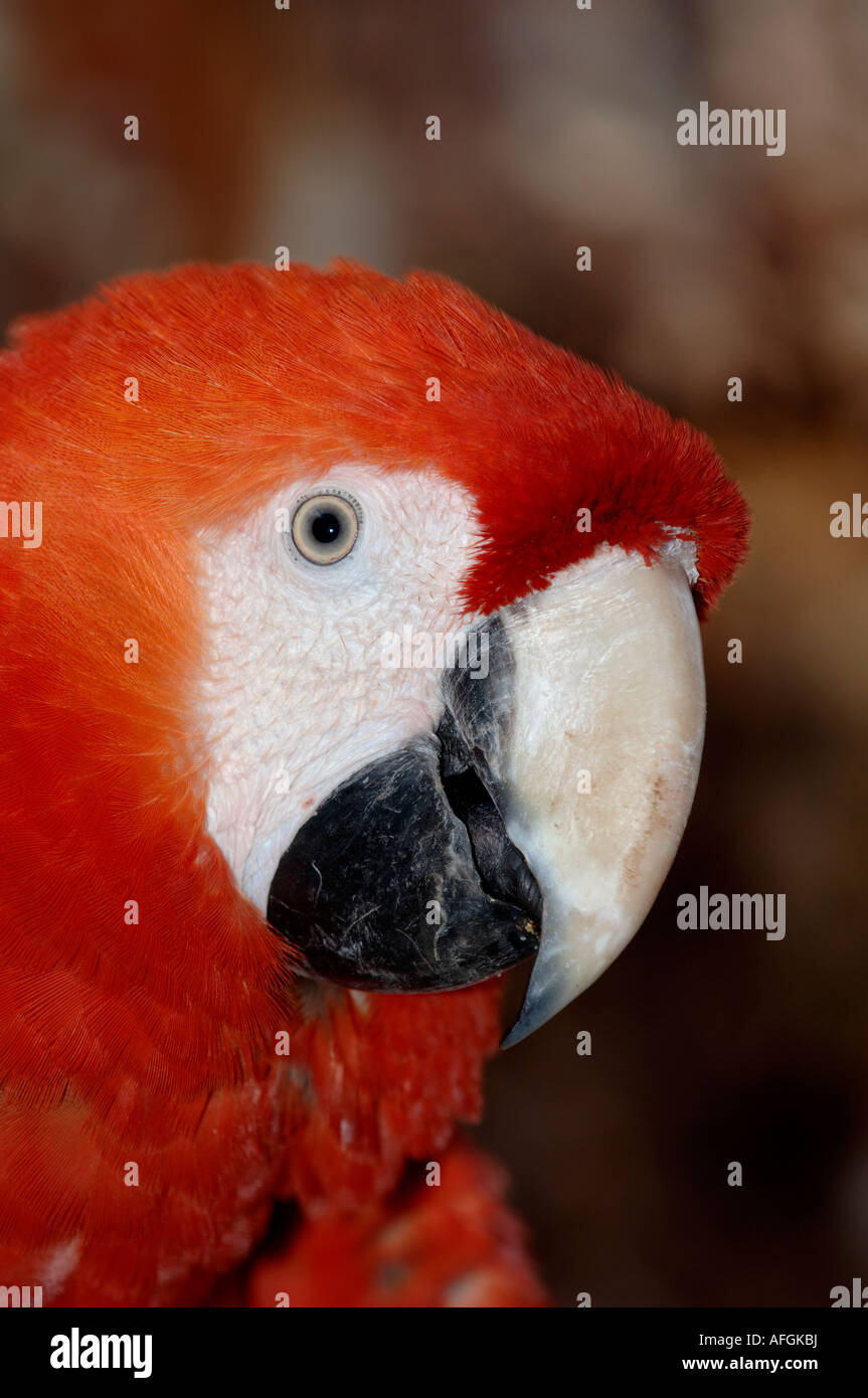Scarlet Macaw Ara macao nativo del Sud America in cattività allo Zoo di Bristol Foto Stock