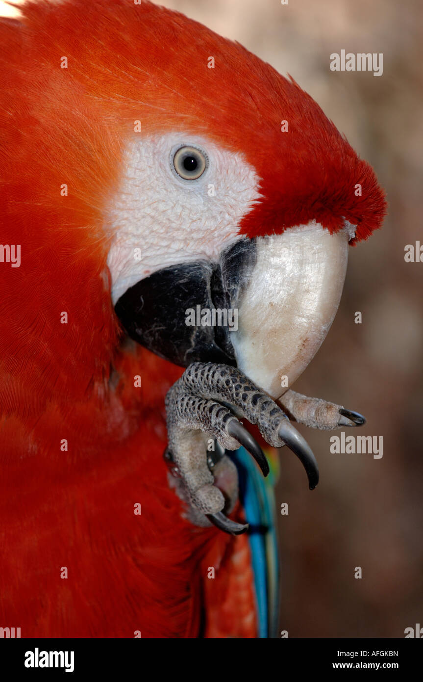 Scarlet Macaw Ara macao nativo del Sud America in cattività allo Zoo di Bristol Foto Stock