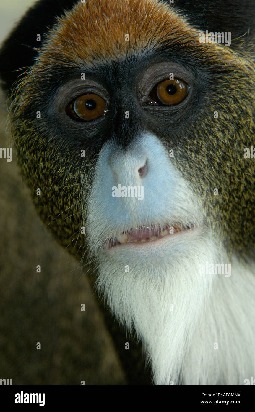 Scimmia DeBrazzas Ceropithecus neglectus nativo di Equitorial Africa captive Zoo di Bristol Foto Stock