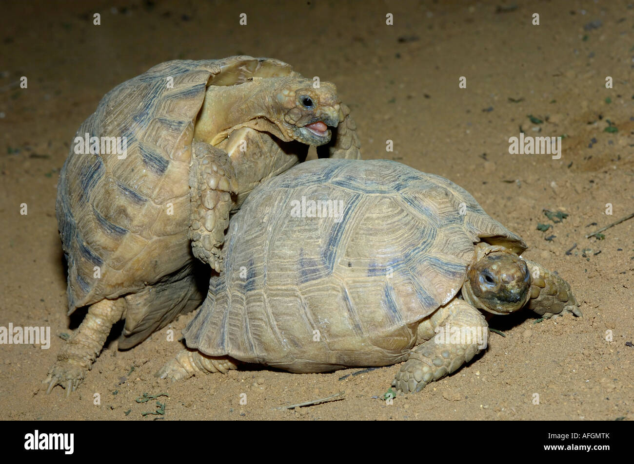 Tartaruga egiziana Testudo kleimanni coppia coniugata nativa per la Libia ed Egitto captive Zoo di Bristol Foto Stock