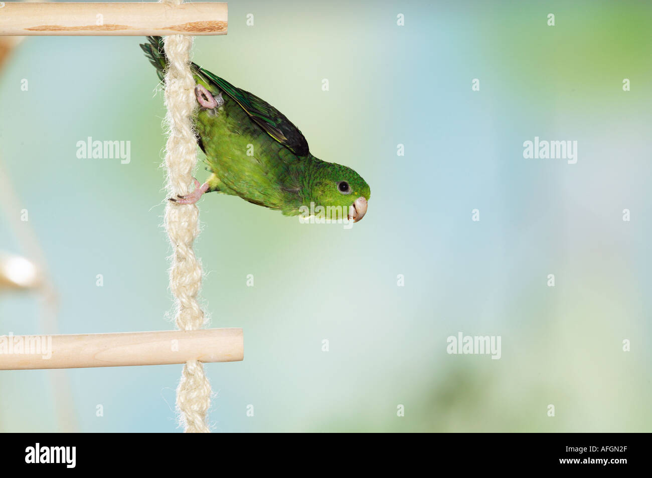 Bloccate parrocchetto sulla scaletta con fili / Bolborhynchus lineola Foto Stock