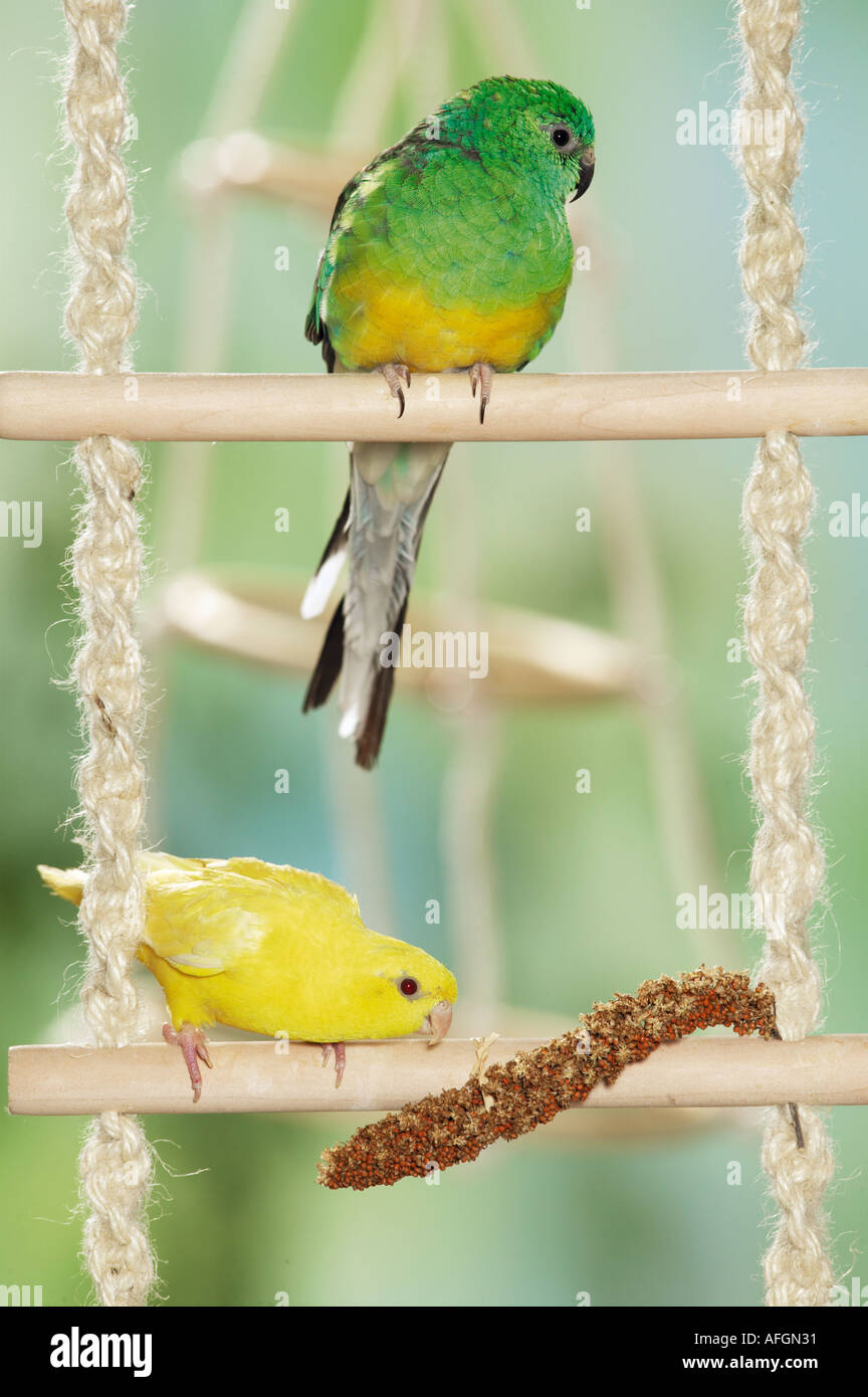 Bloccate parrocchetto e red-rumped pappagallo sulla scaletta con fili con miglio spray / Bolborhynchus lineola et Psephotus haematonotus Foto Stock