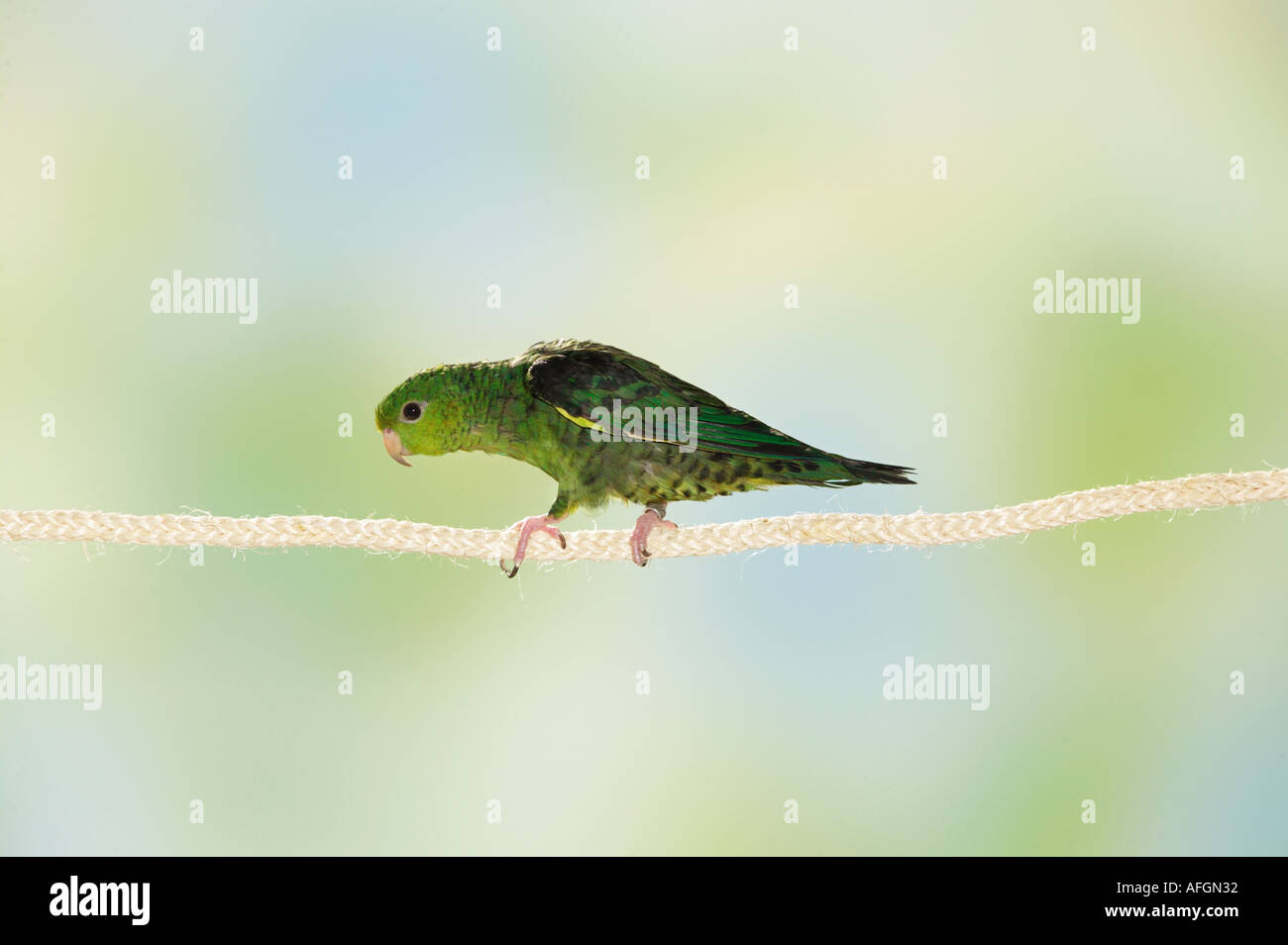 Bloccate parrocchetto sulla corda / Bolborhynchus lineola Foto Stock