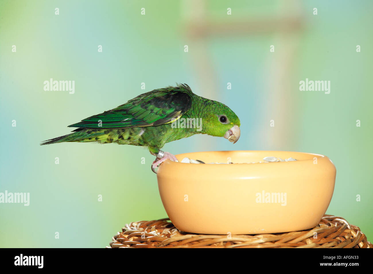 Bloccate parrocchetto al recipiente di alimentazione / Bolborhynchus lineola Foto Stock