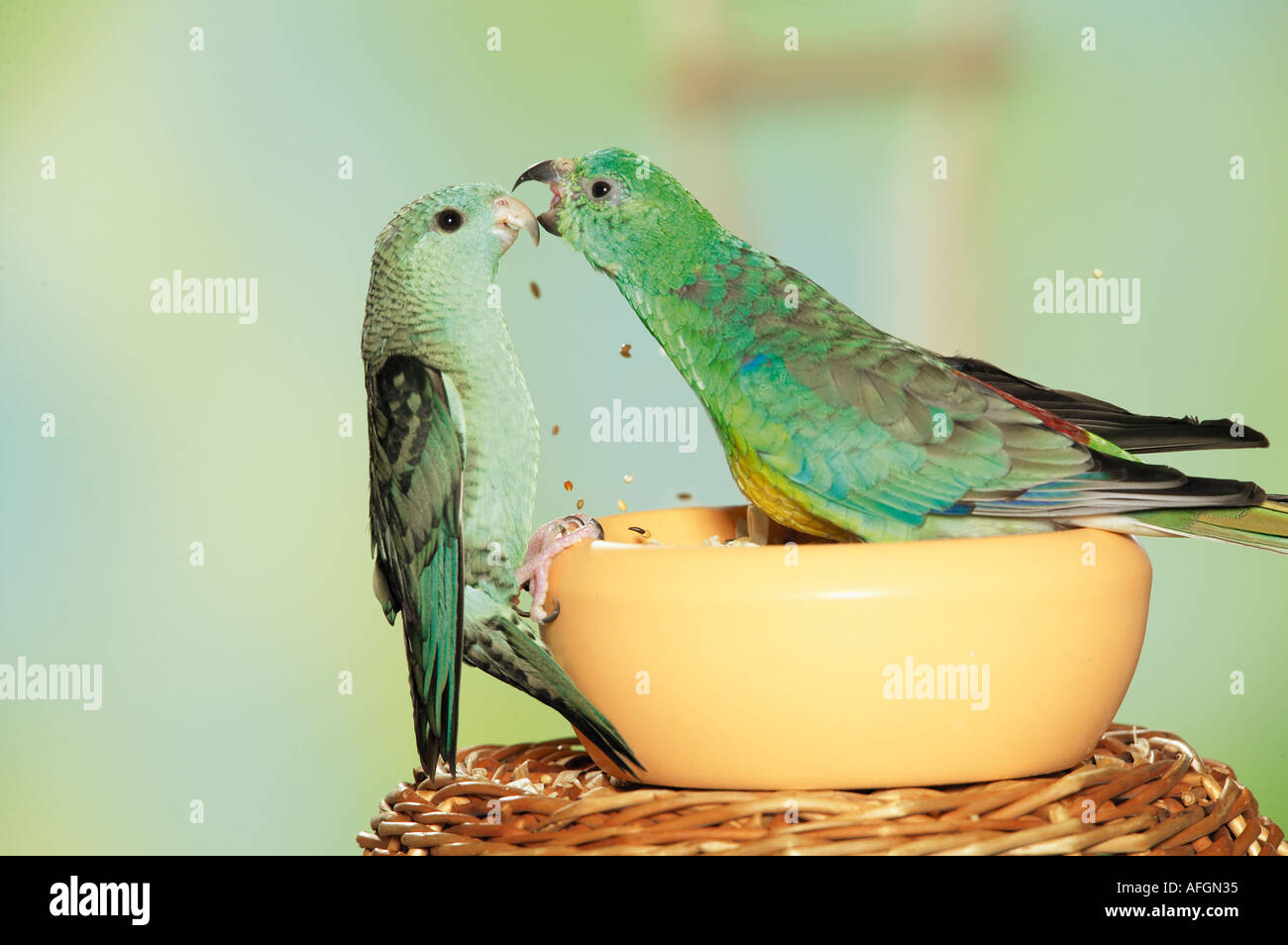 Bloccate Parrocchetto Lineolated parrocchetto e red-rumped Parrot combattimenti alla vaschetta di alimentazione / Bolborhynchus lineola et Psephotus haematon Foto Stock