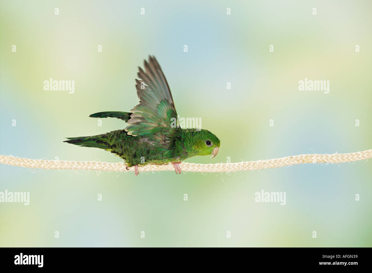 Bloccate parrocchetto sulla corda / Bolborhynchus lineola Foto Stock