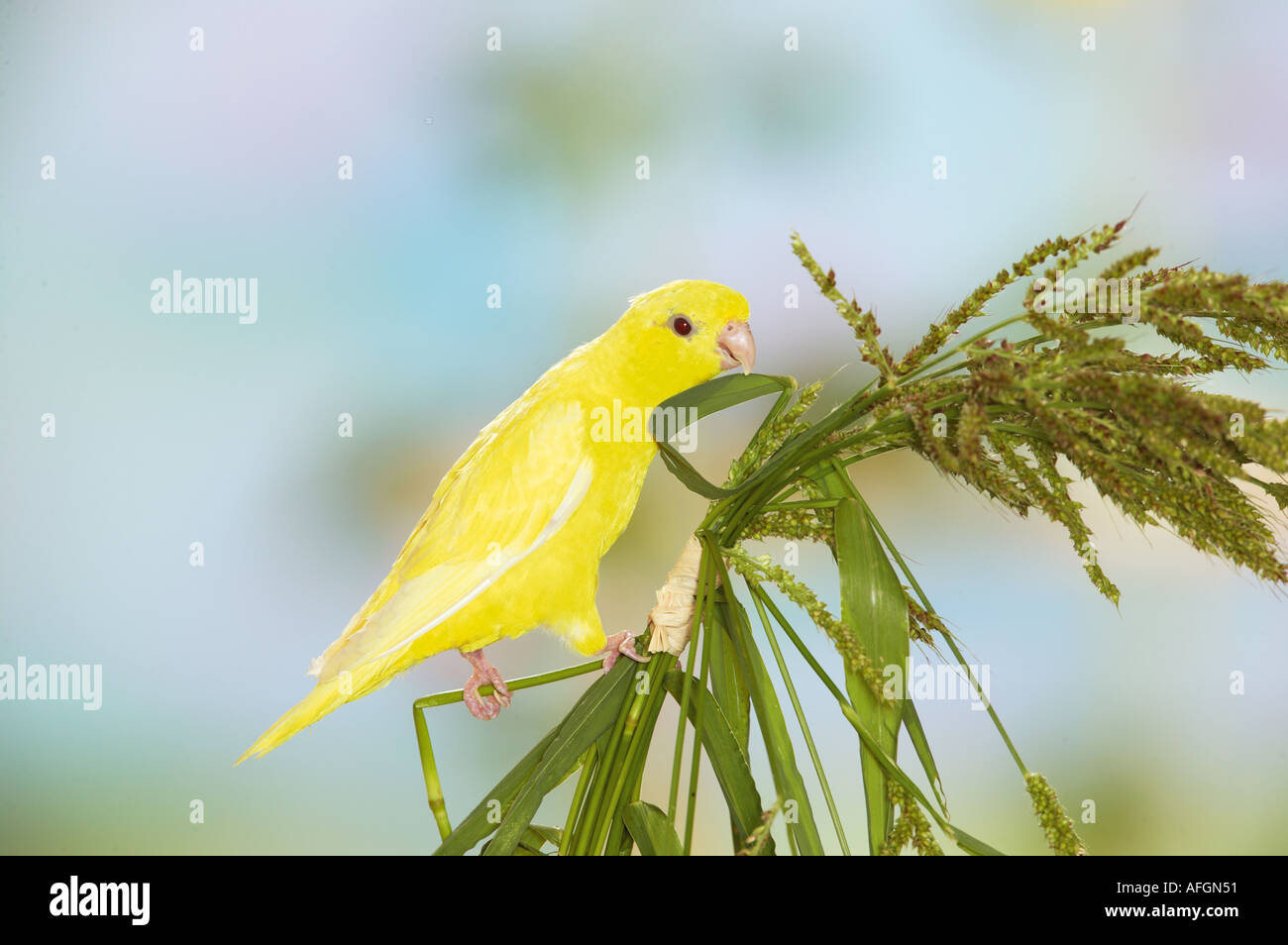 Bloccate parrocchetto su piante / Bolborhynchus lineola Foto Stock