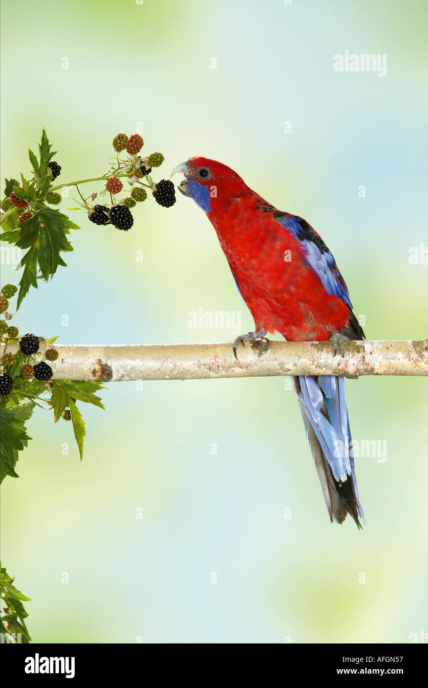 Crimson Rosella sul ramo / Platycercus elegans Foto Stock