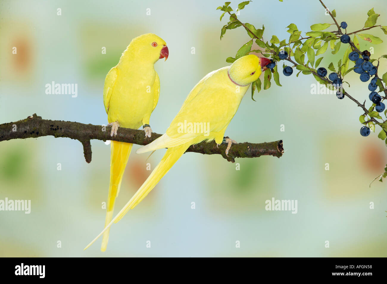 Anello di due colli parrocchetti sul ramo - uno con bacche / Psittacula krameri Foto Stock