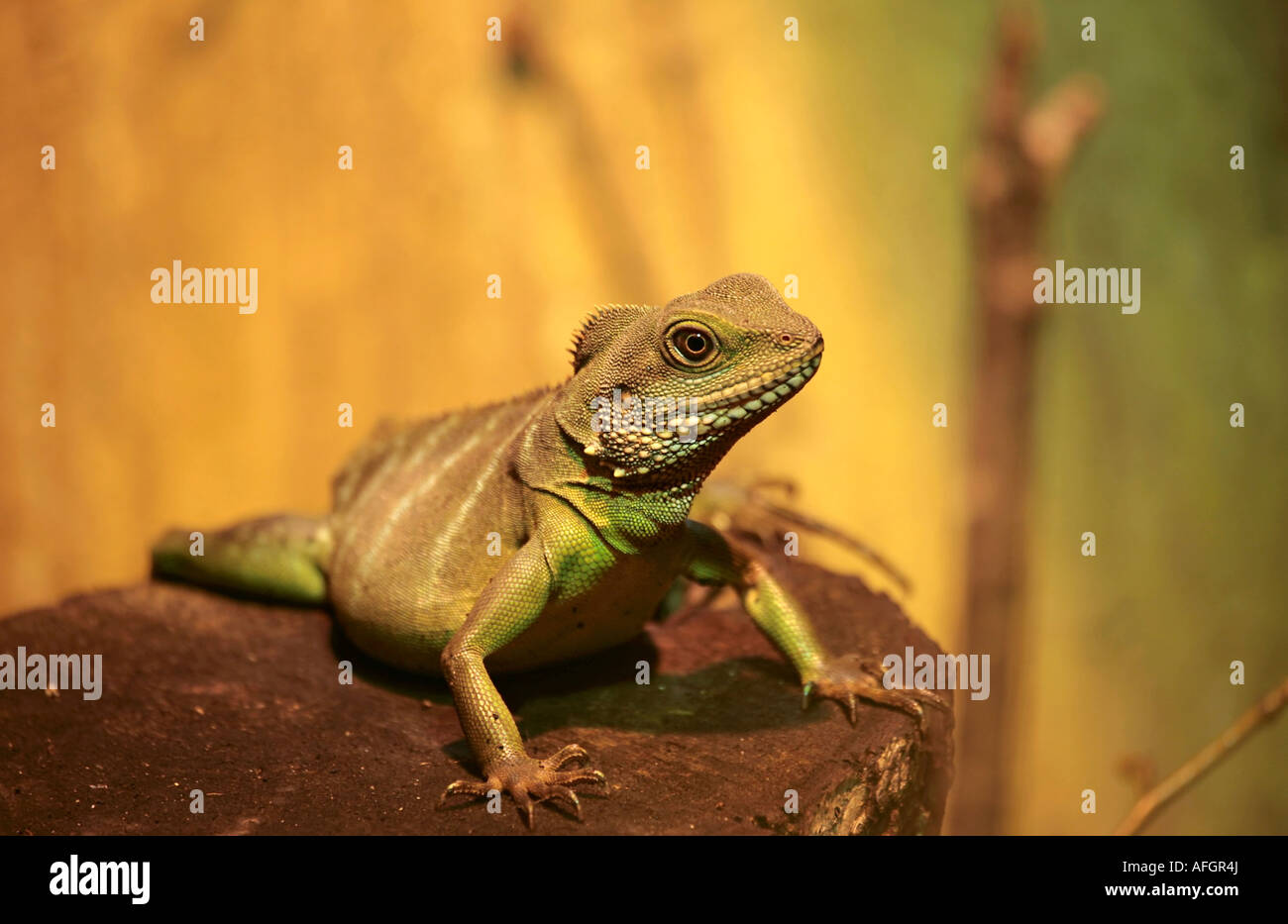 Un solo adulto australiano acqua drago (Physignathus lesueurii), in cattività Foto Stock