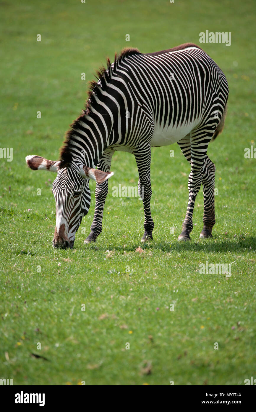 Zebra di Grévy per adulto singolo (Equus grevyi) che pascolano sull'erba Foto Stock