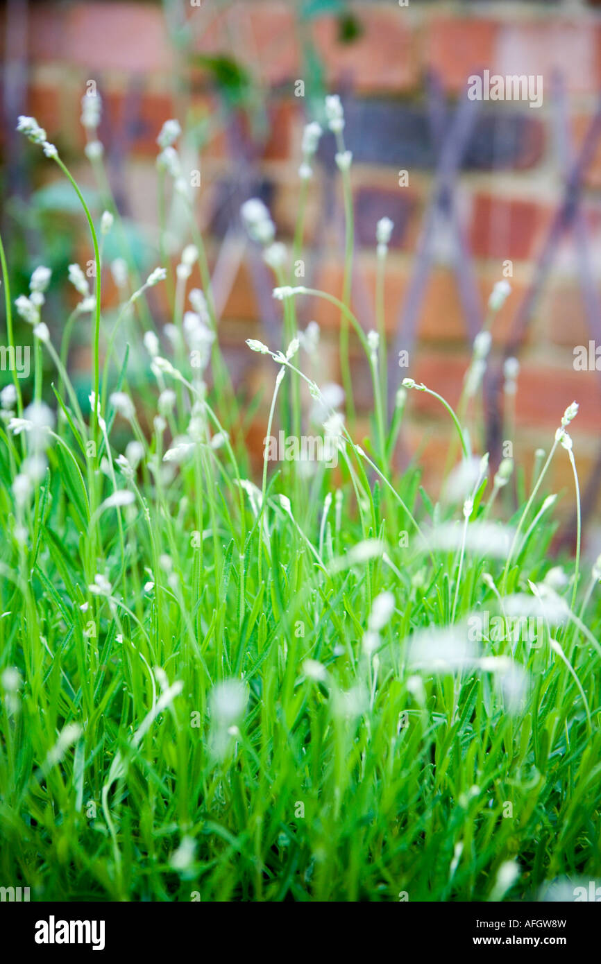 Lavanda Foto Stock