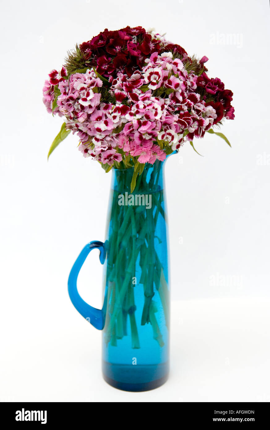 Sweet Williams in un blu vintage vaso di vetro Foto Stock