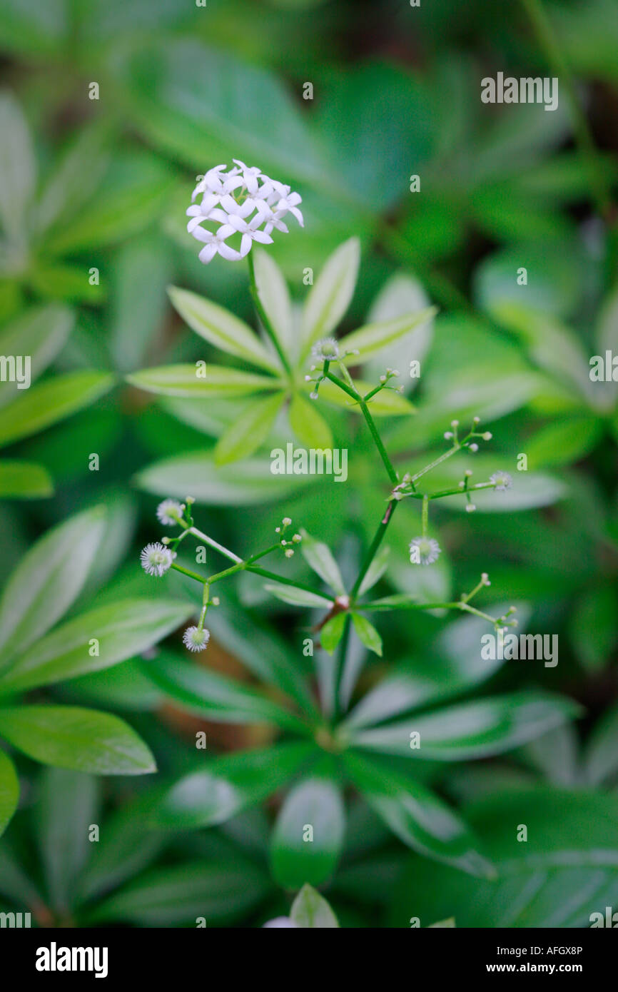 Woodruff, Galium odoratum a copertura di un pavimento di bosco Foto Stock