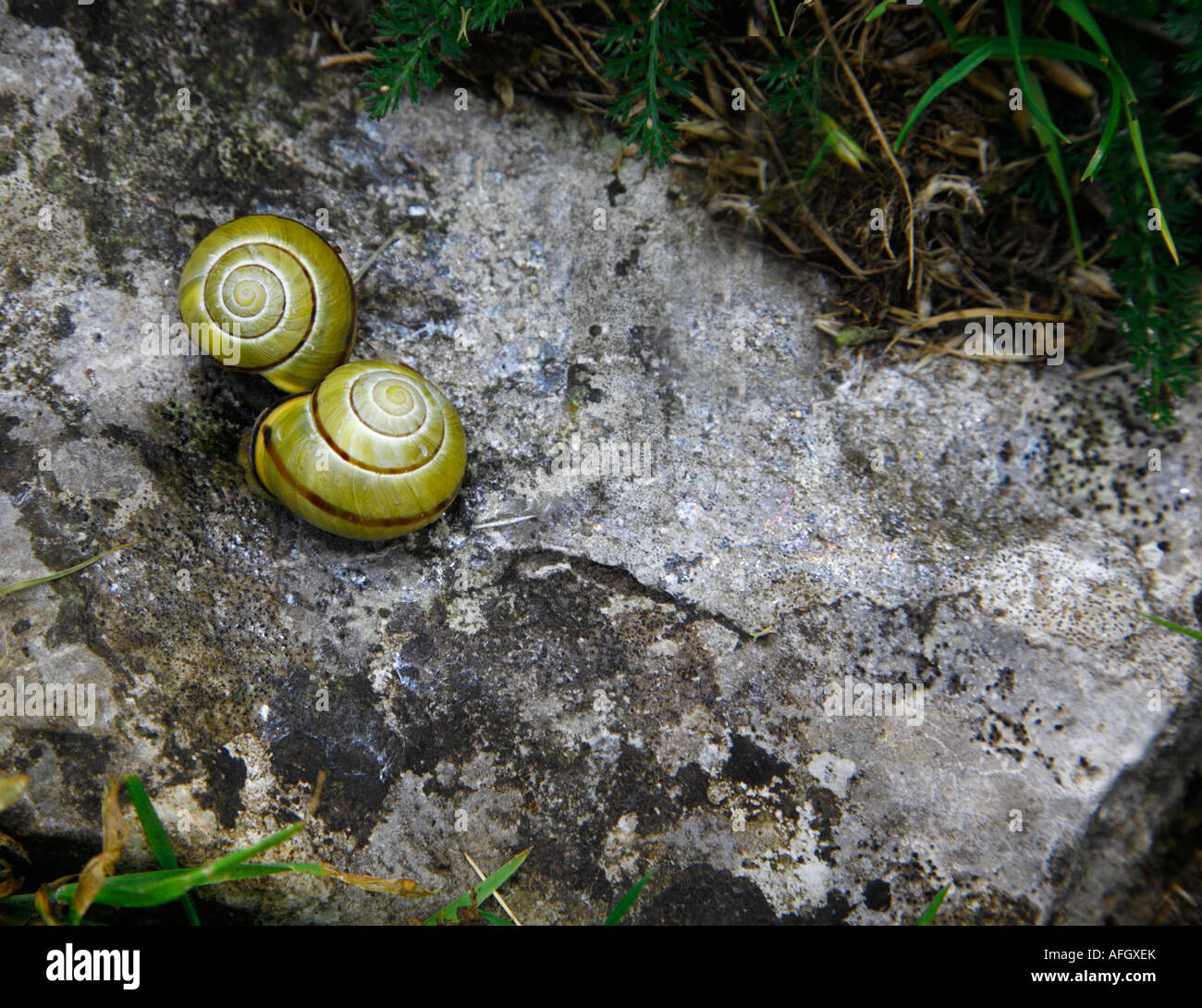 Una coppia di lumache a riposo su una roccia calcarea Foto Stock