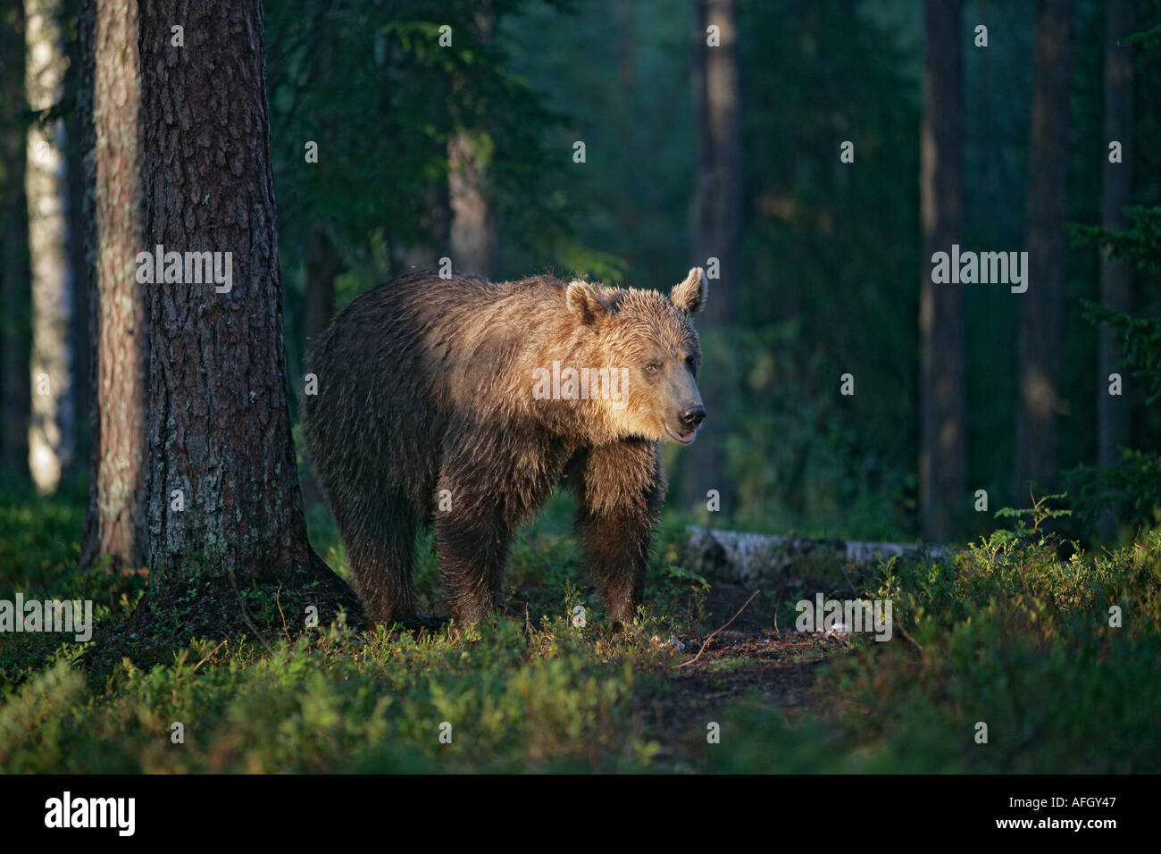 Orso bruno Ursus arctos unione Foto Stock