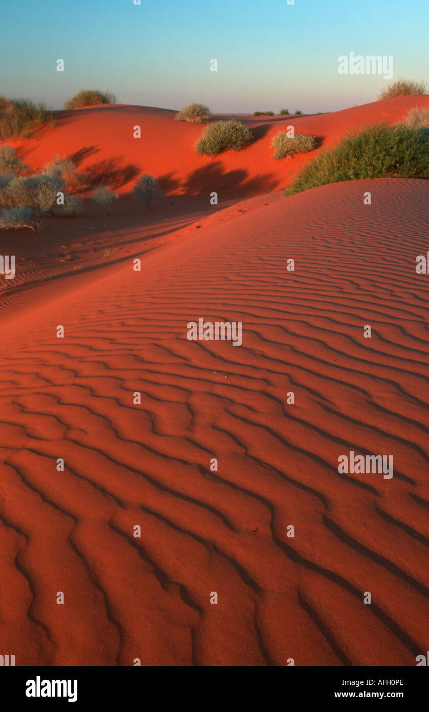 Dune di sabbia del deserto Strzelecki, Sud Australia Foto Stock