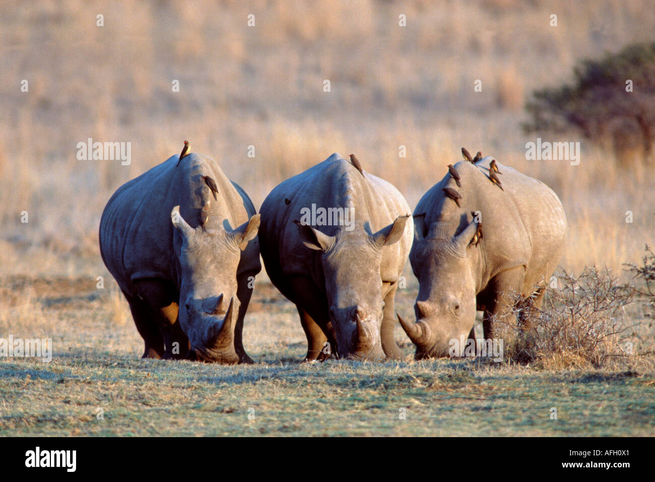 A imboccatura larga rinoceronte, provincia di Gauteng, Sud Africa / (Ceratotherium simum) Foto Stock