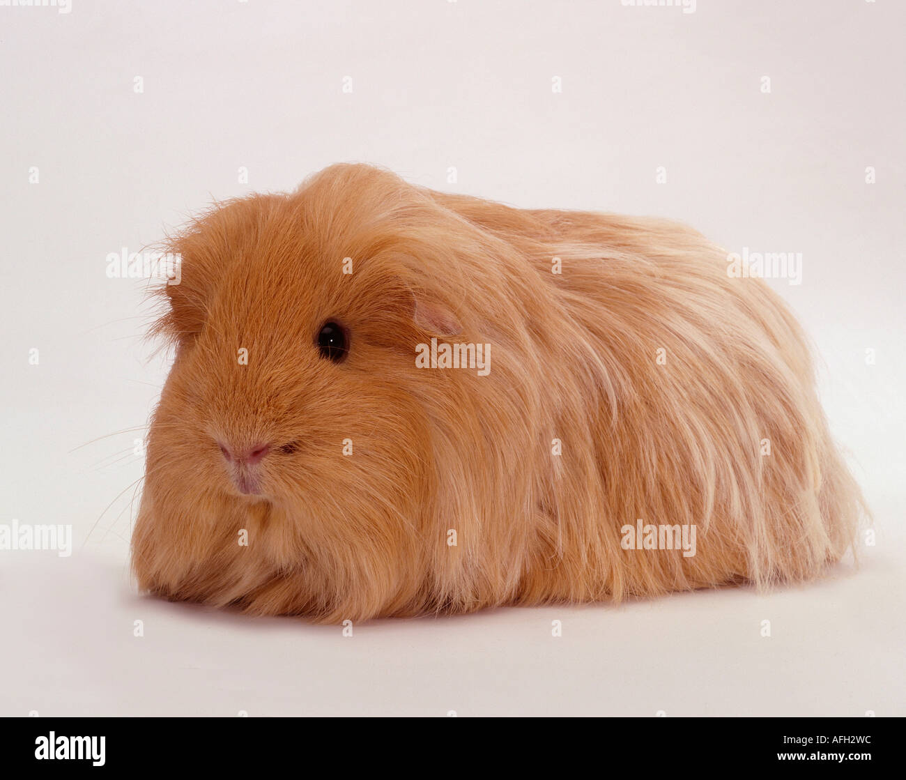 Sheltie cavia, buff Foto stock - Alamy