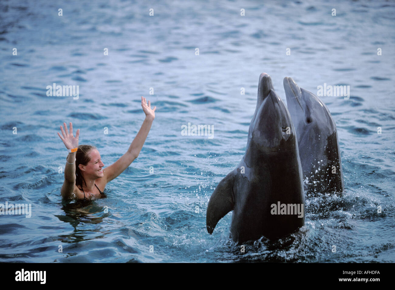 Curacao Willemstad, Donna in acqua con due zone costiere Delfini Tursiopi, Tursiops truncatus, Curacao acquario marino Foto Stock