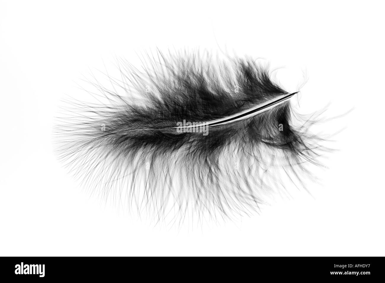 Un Black Marabou Feather fotografato su una scatola di luce che mostra dettagli delicati. Foto Stock