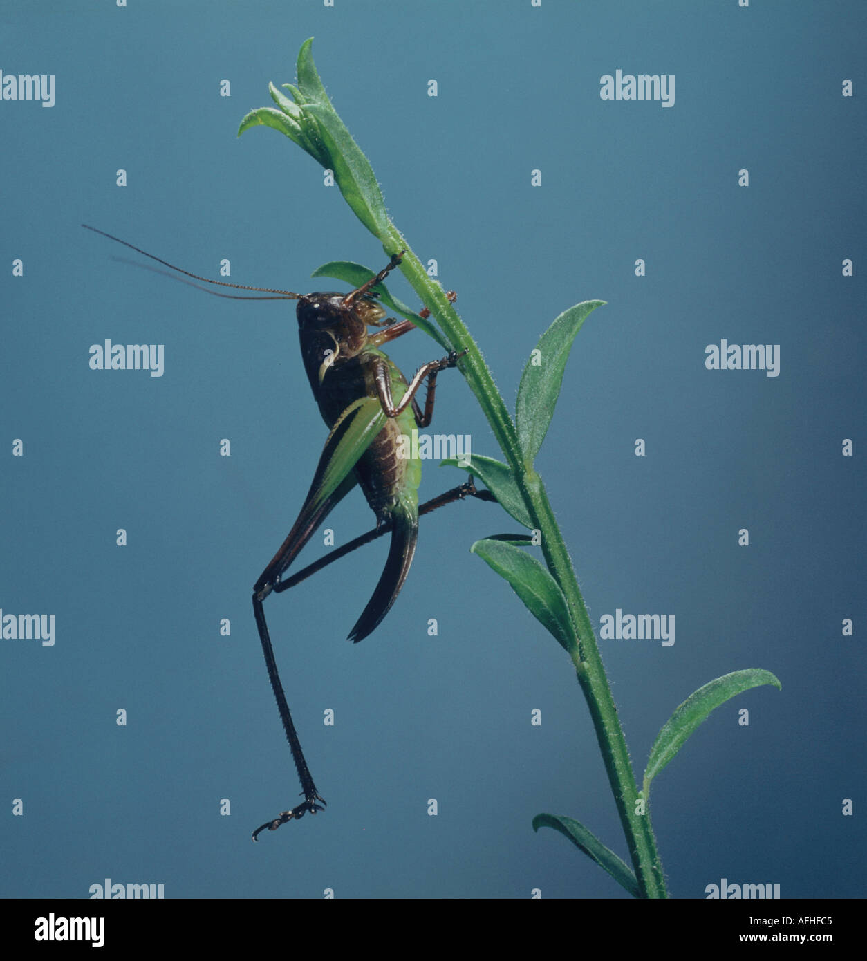 Bog femmina bush cricket mostra ovipositor Foto Stock