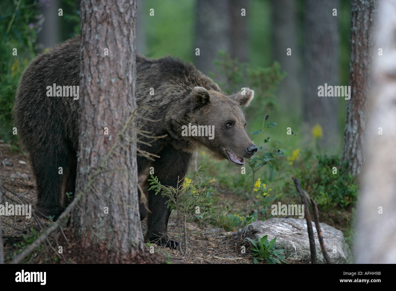 Orso bruno Ursus arctos unione Foto Stock