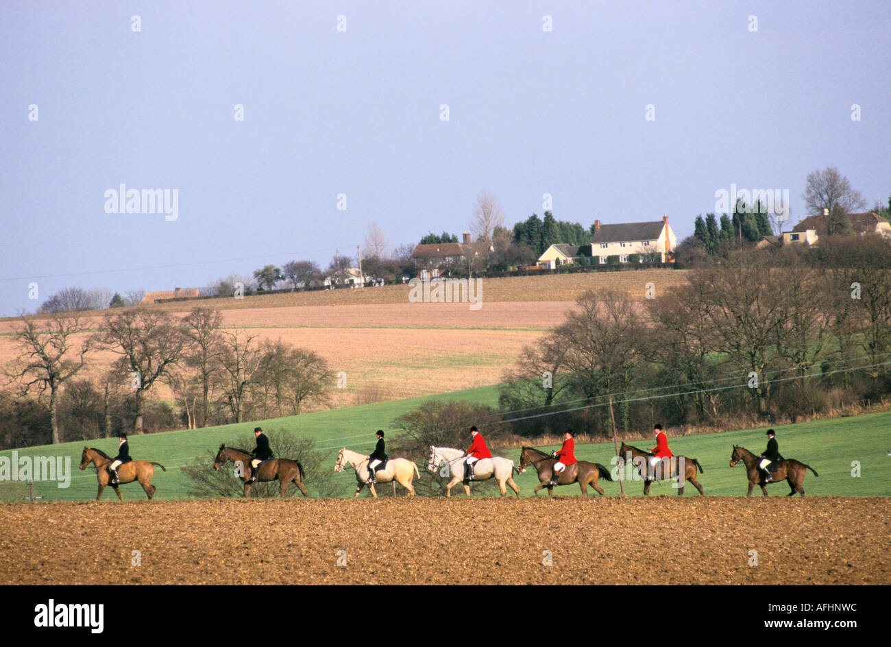 Essex Caccia La caccia di Essex galoppa attraverso terreni agricoli aperti Foto Stock