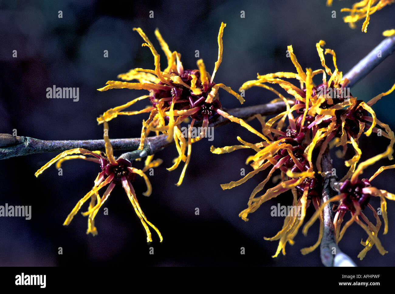 Amamelide hamamelis fioritura in un giardino WILTSHIRE REGNO UNITO Foto Stock