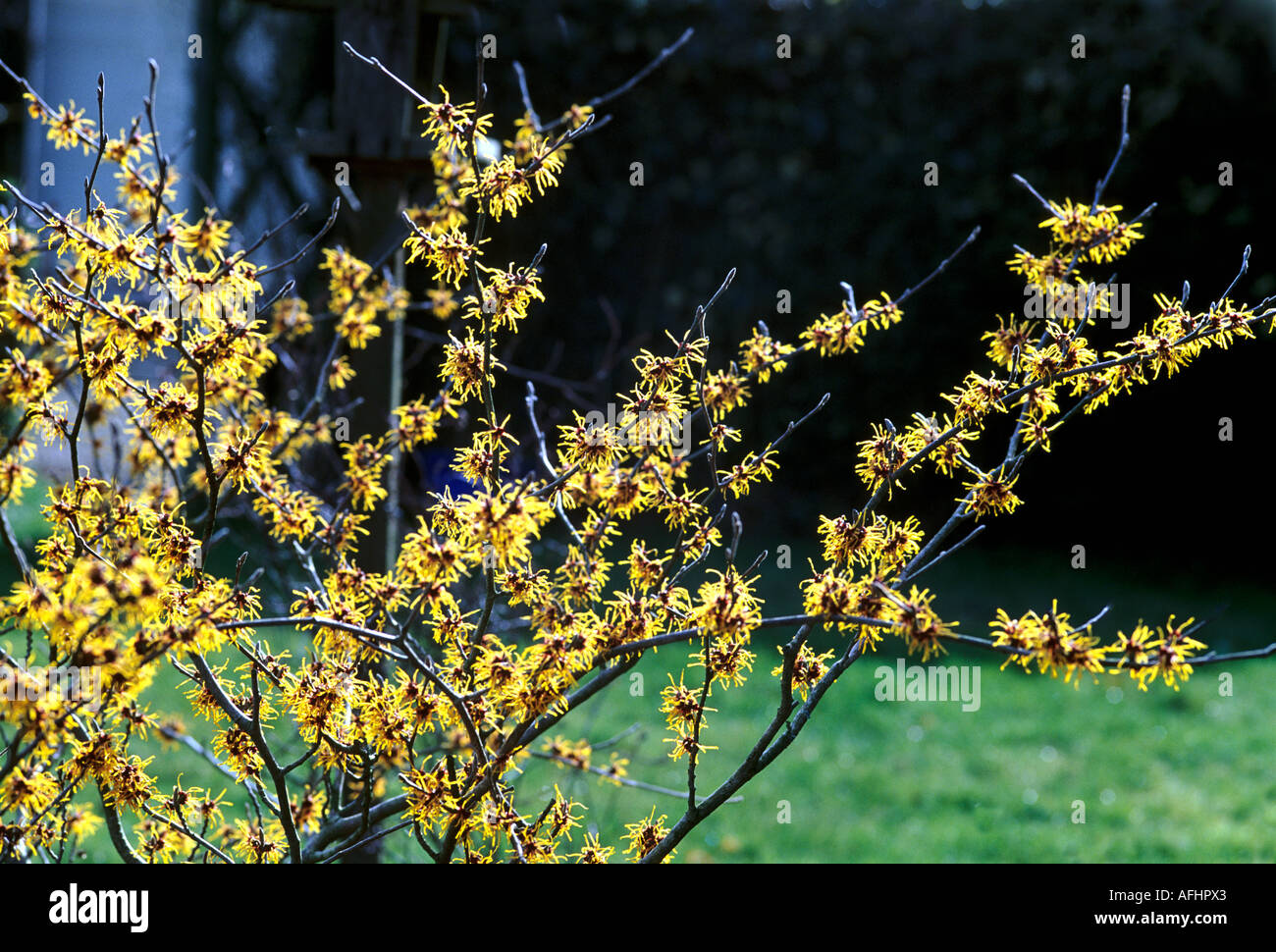 Amamelide hamamelis fioritura in un giardino WILTSHIRE REGNO UNITO Foto Stock