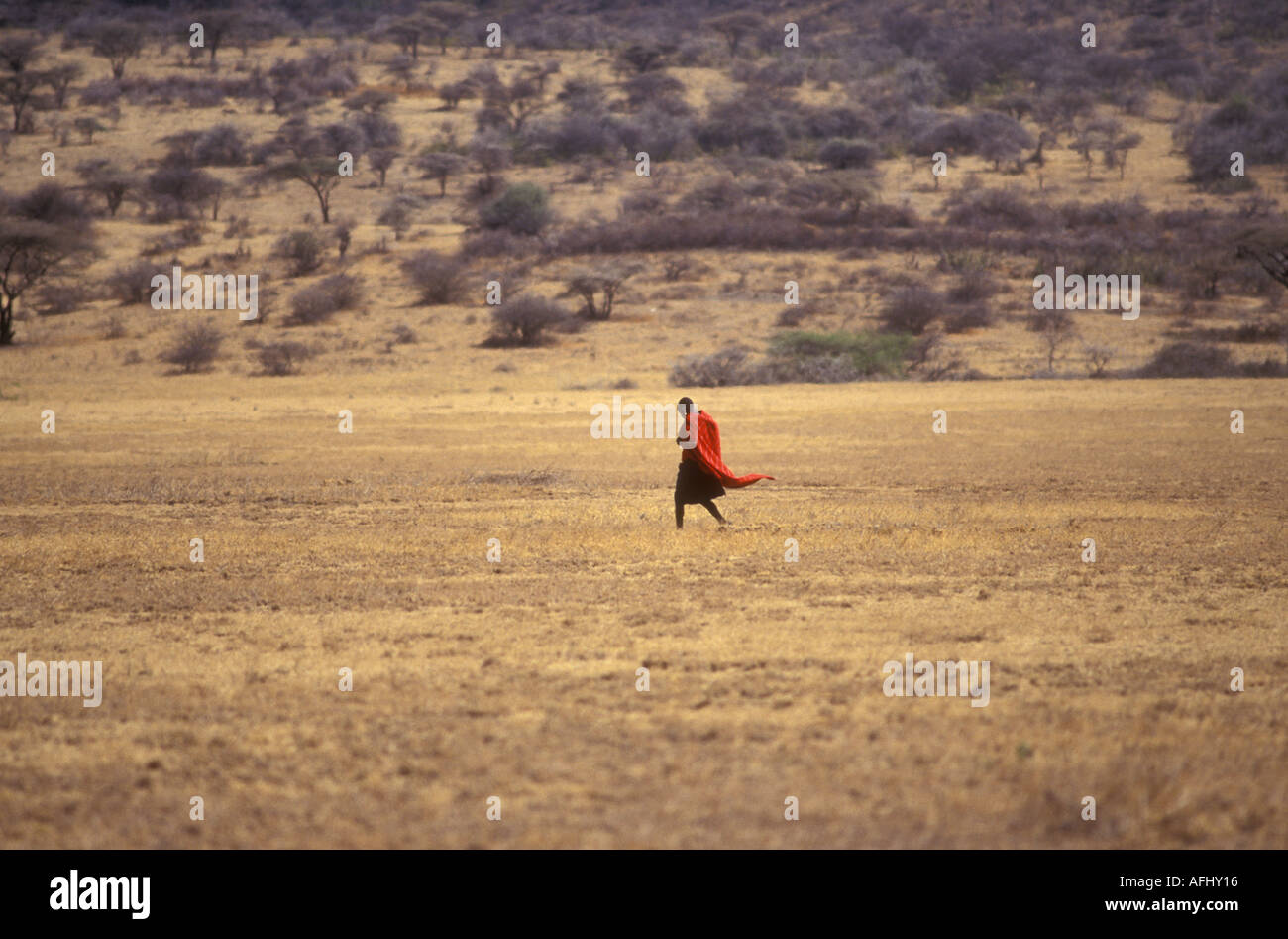 Uomo masai con fluente shuka rosso o mantello scavalcare prateria aperta Foto Stock