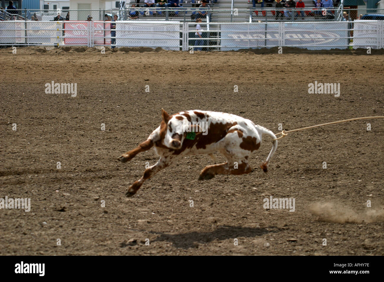 Rodeo Alberta Canada Calf roping quello che ha preso il via perso me Foto Stock