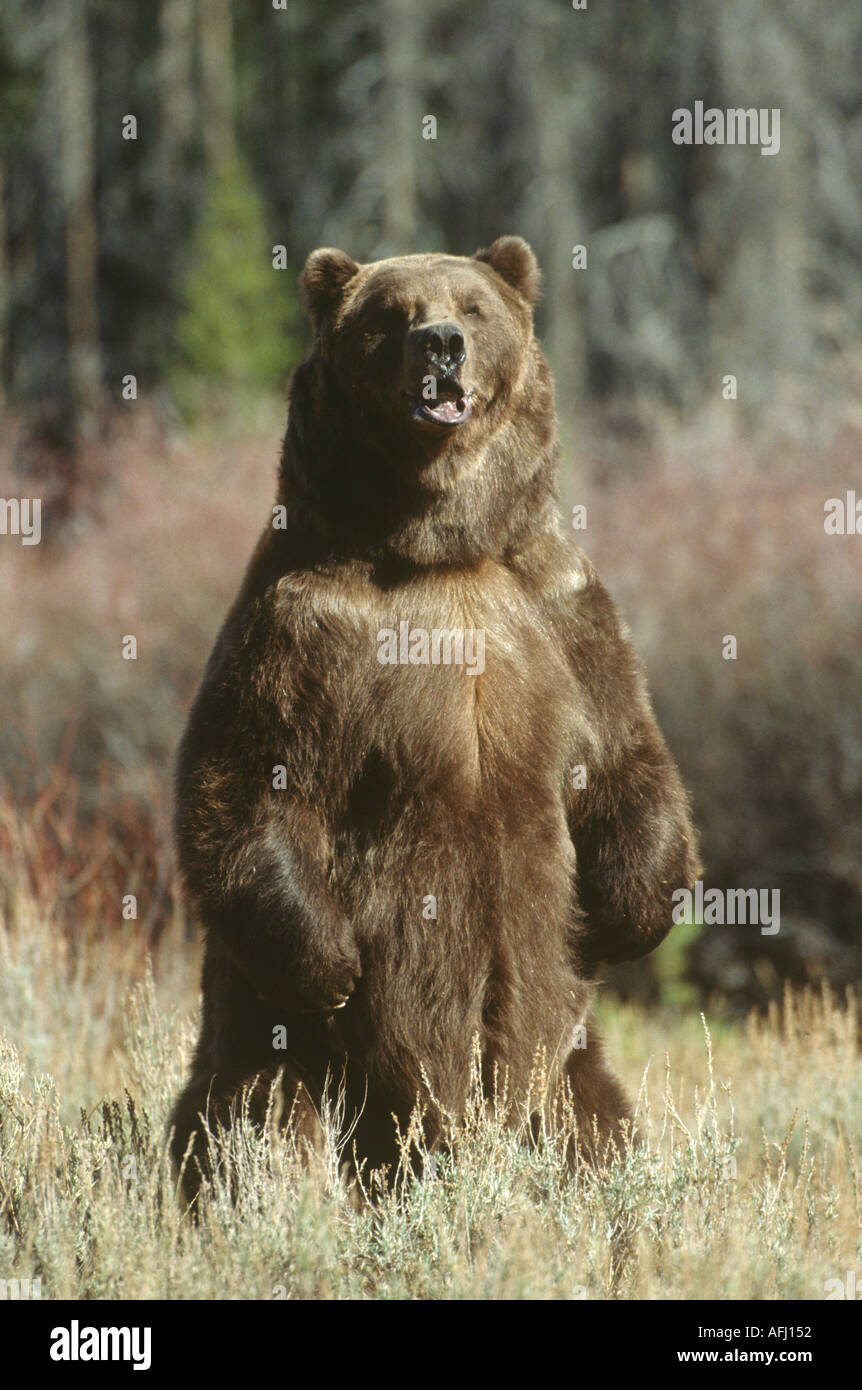 Quanto è Alto Un Orso Grizzly In Piedi