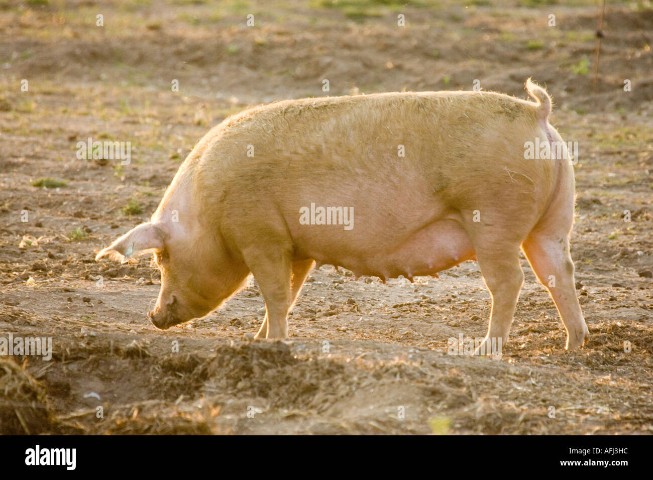 Un maiale in un campo Foto Stock