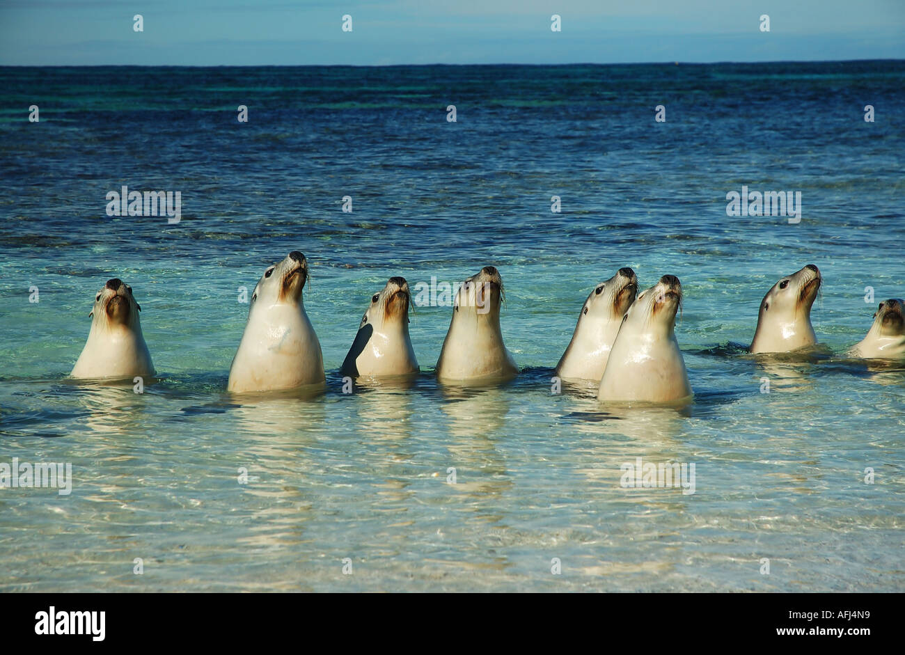 Leoni marini australiani Neophoca cinerea Jurien Bay Marine Park Australia Occidentale Foto Stock