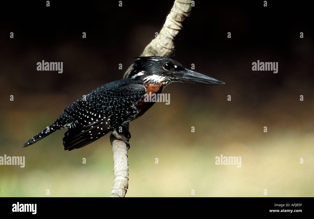 Giant Kingfisher sul ramo stagno Foto Stock