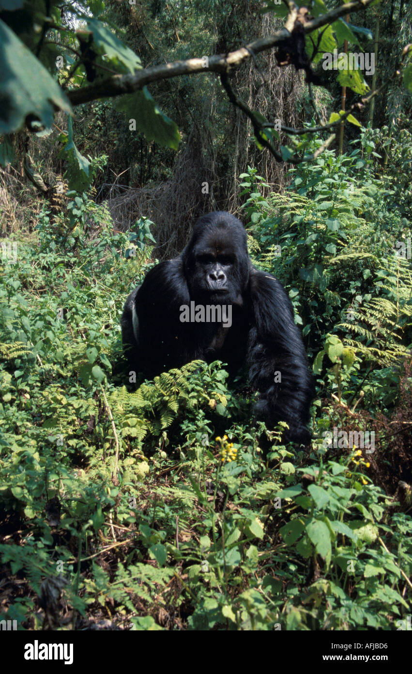 Mountain Gorilla Silverback Parco Nazionale Vulcani Ruanda Foto Stock