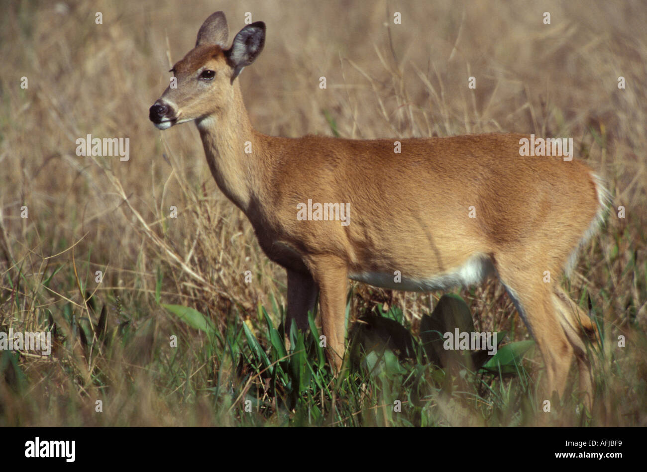 White Tailed Deer Florida Everglades Foto Stock
