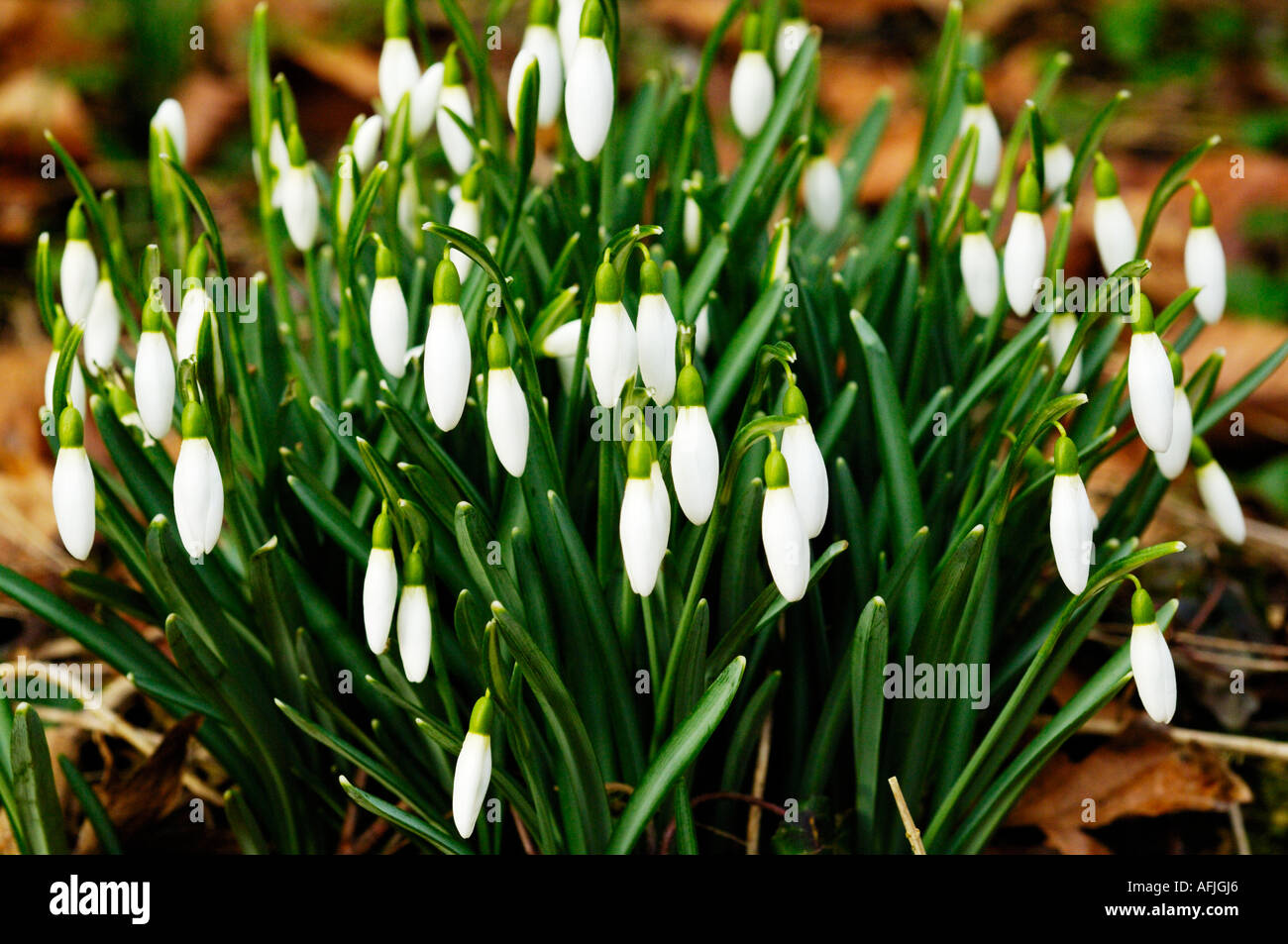 Comune (Snowdrop Galanthus nivalis) in fiore in inverno. Foto Stock