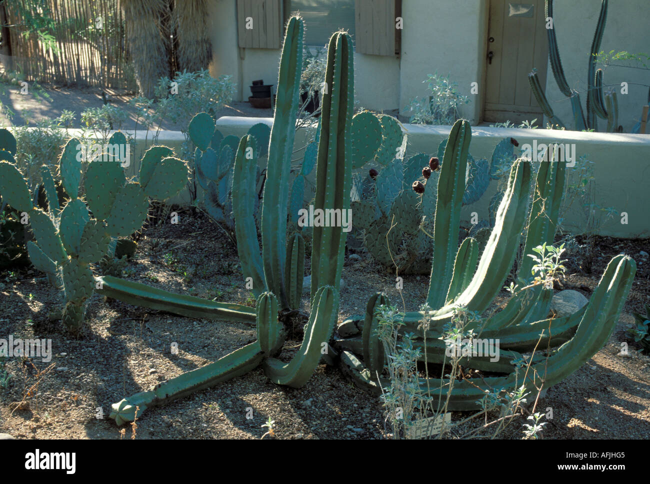 Senita Cereus schottii Foto Stock