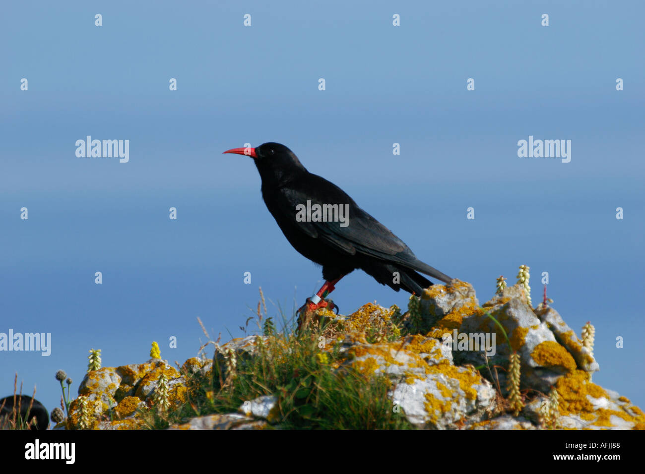 Singola, CHOUGH Pyrrhocorax pyrrhocorax, appollaiato su un lichene Rock coperto nel Galles del Sud, Regno Unito Foto Stock