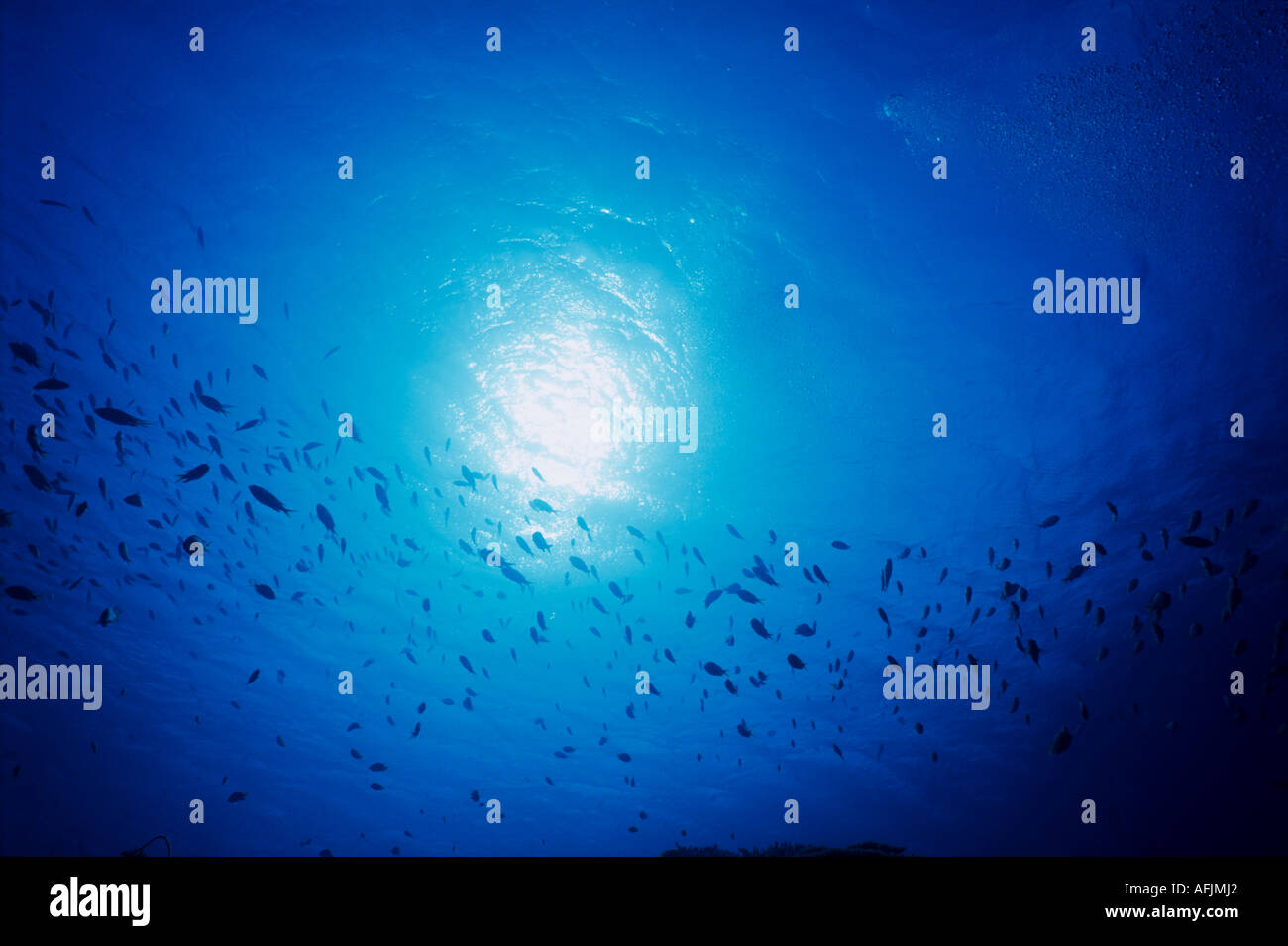 Guardando il sole e la scuola di pesci da UNDERWATER Foto Stock