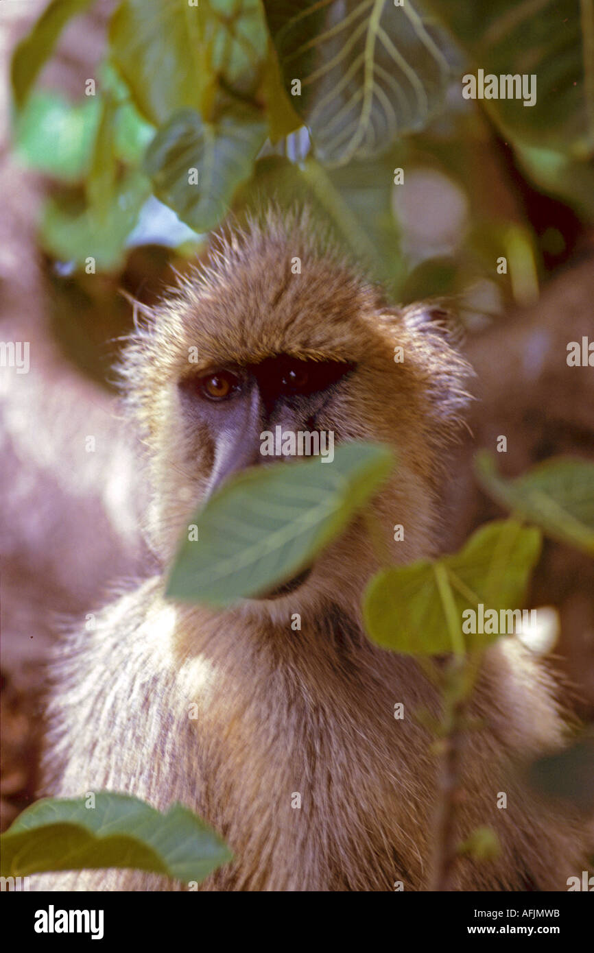 Babuino in habitat naturale Tsavo National Park in Kenya Foto Stock