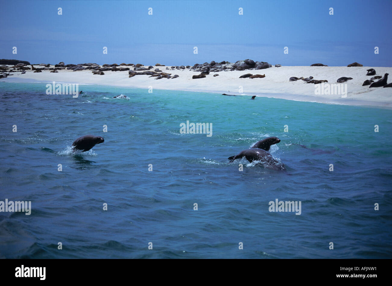 Saltando le Galapagos leone di mare Isole GALAPAGOS ECUADOR Foto Stock