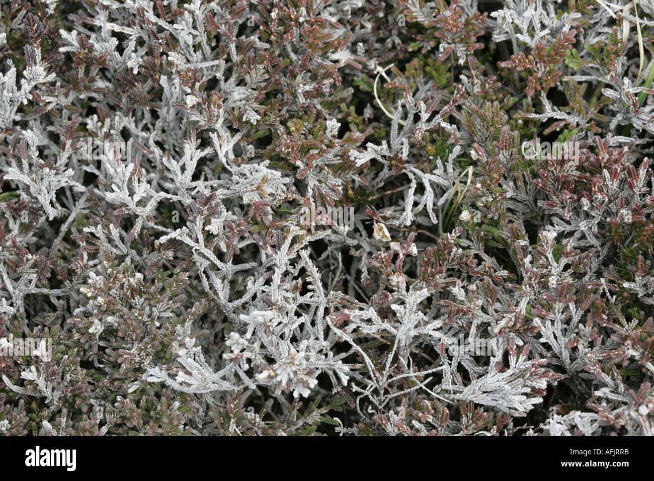 Calluna vulgaris scots brugo n. Fiori con viola verde e grigio grigio fogliame isola di Rathlin Irlanda del Nord Foto Stock