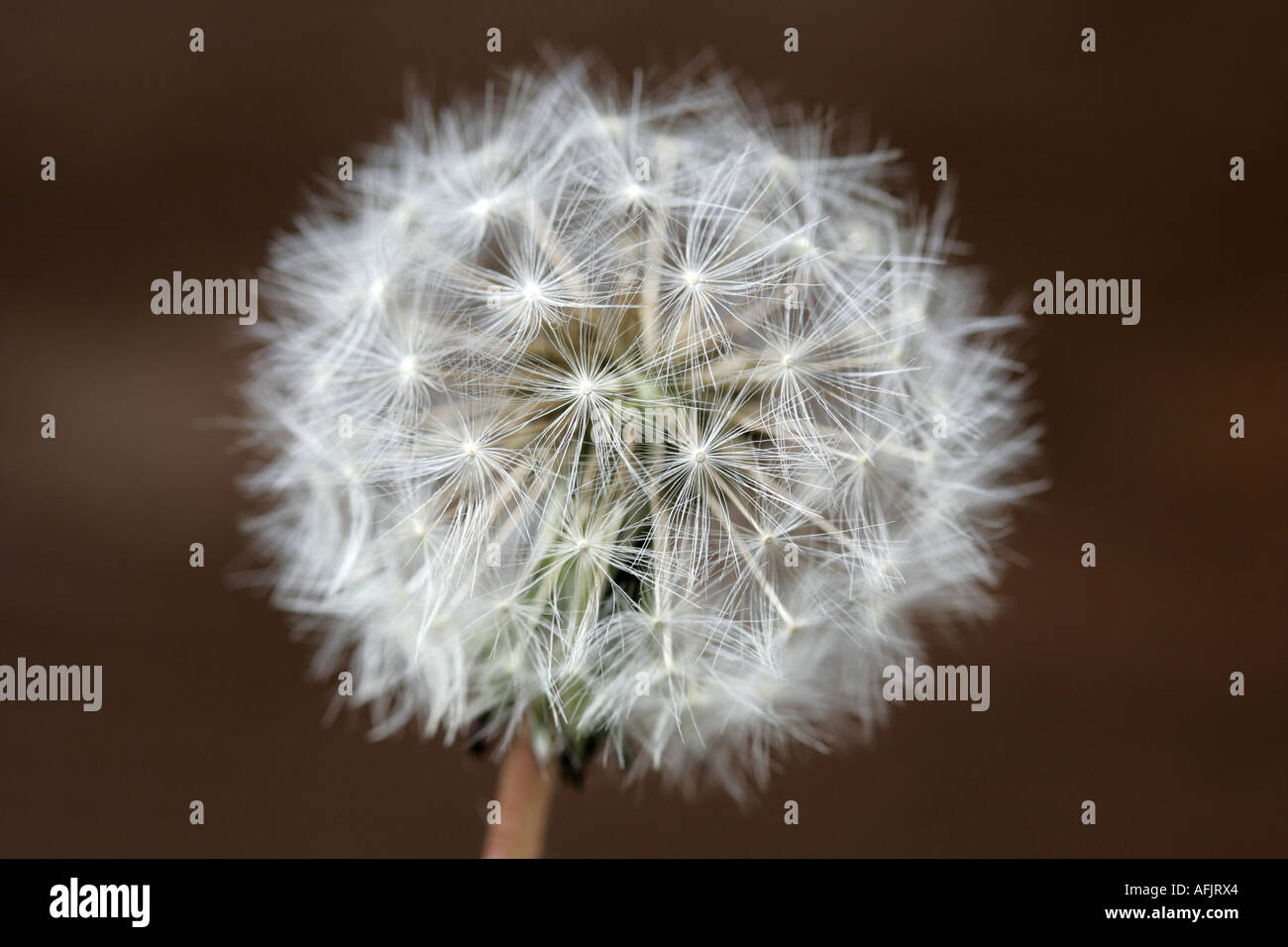 Testa di clock di tarassaco Taraxacum officinale fiore nel giardino famiglia N O Compositae Foto Stock