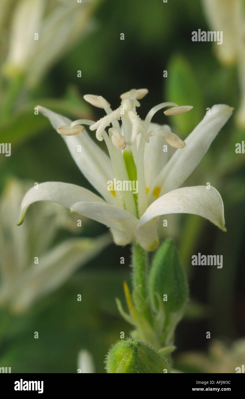 Tricyrtis 'White Torri". Toad lily. Foto Stock