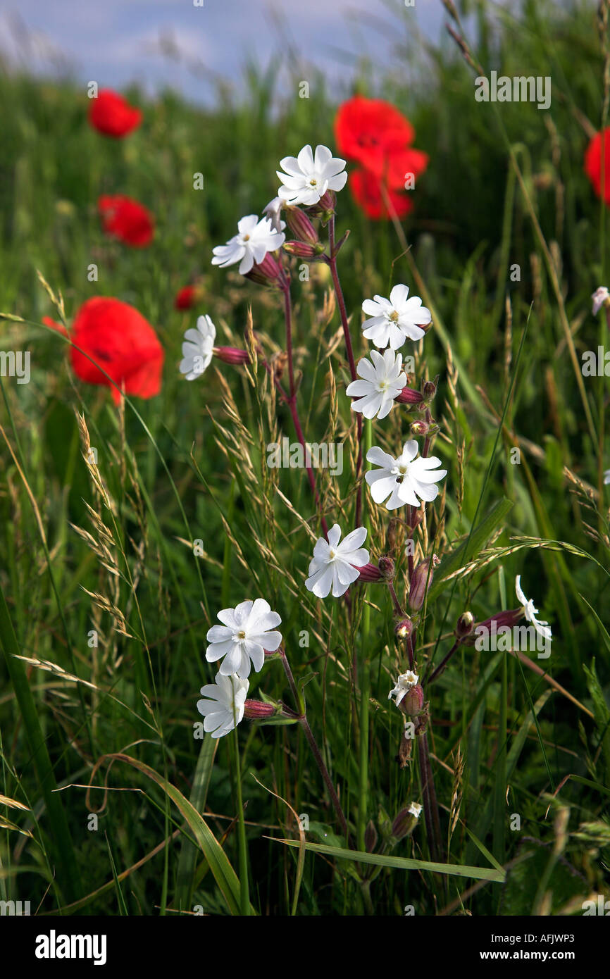 White Campion Latino Silene Alba E Papavero Rosso Latino Papaver Rhoeas East Sussex Regno Unito 2006 Foto Stock Alamy
