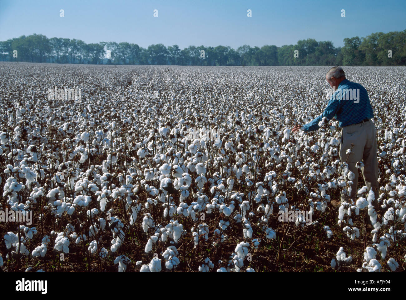Virginia Charles City Farmer, agricoltura, ispeziona raccolto di cotone, agricoltura, agricolo, raccolto, VA134 Foto Stock