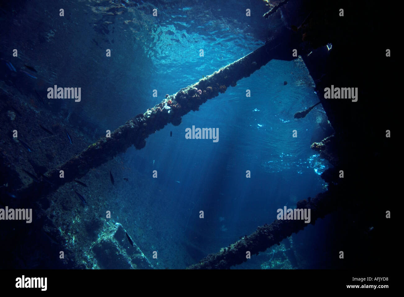 Maldive faadhippolhu atoll il cantiere all'interno di un naufragio in prossimità della superficie Foto Stock